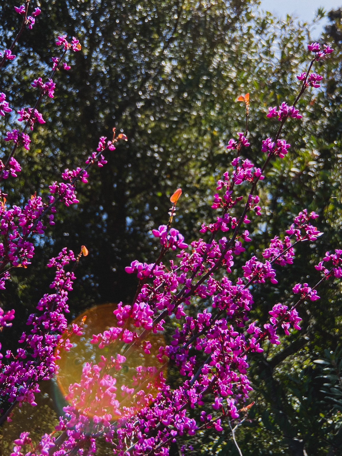 Blossoms in spring at Santa Barbara Botanic Garden