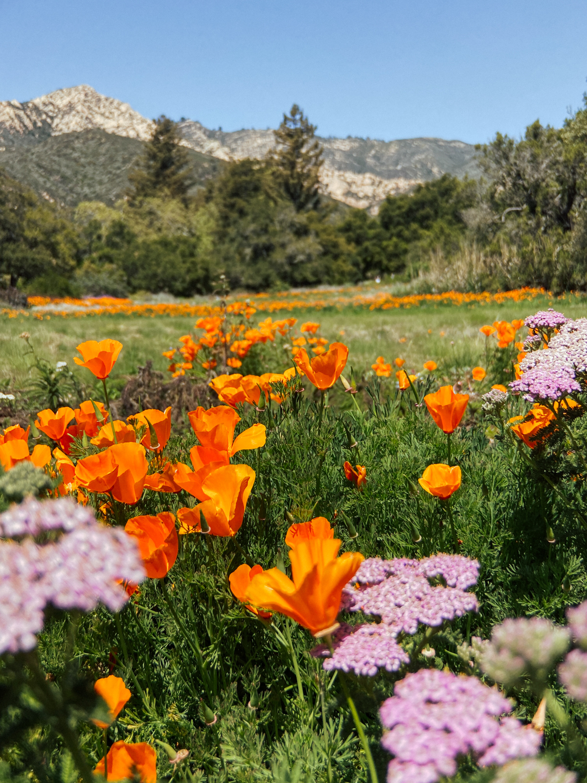 Santa Barbara Botanic Garden in Southern California