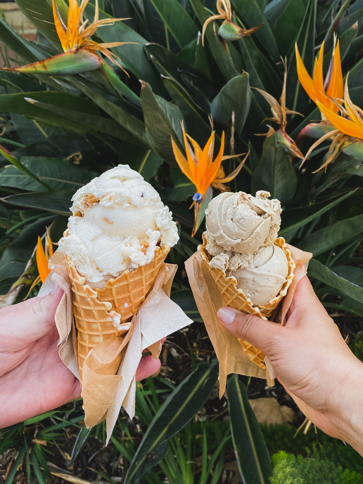 Two scoops from McConnells Ice Cream in Santa Barbara California