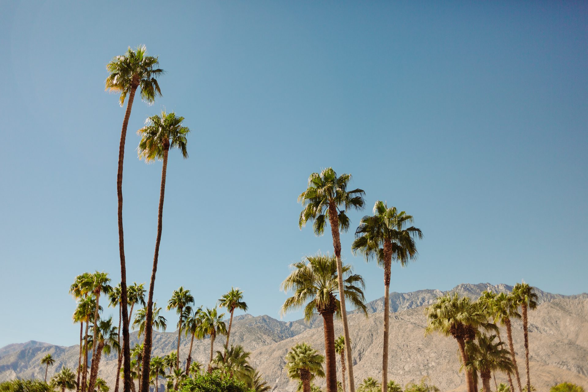 image of palm trees and mountains in palm springs california