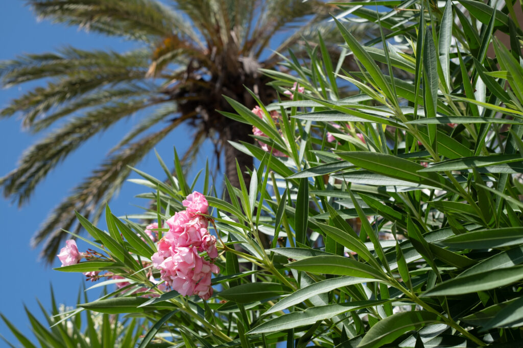 This image shows a close-up view of a plant with vibrant green leaves and a cluster of pink flowers. The flowers are situated among the foliage, with their petals slightly open. In the background, a tall palm tree is visible, its fronds extending upwards. The sky above is clear and blue, indicating a sunny day. The overall scene suggests a tropical or subtropical environment, with lush vegetation thriving under bright sunlight.