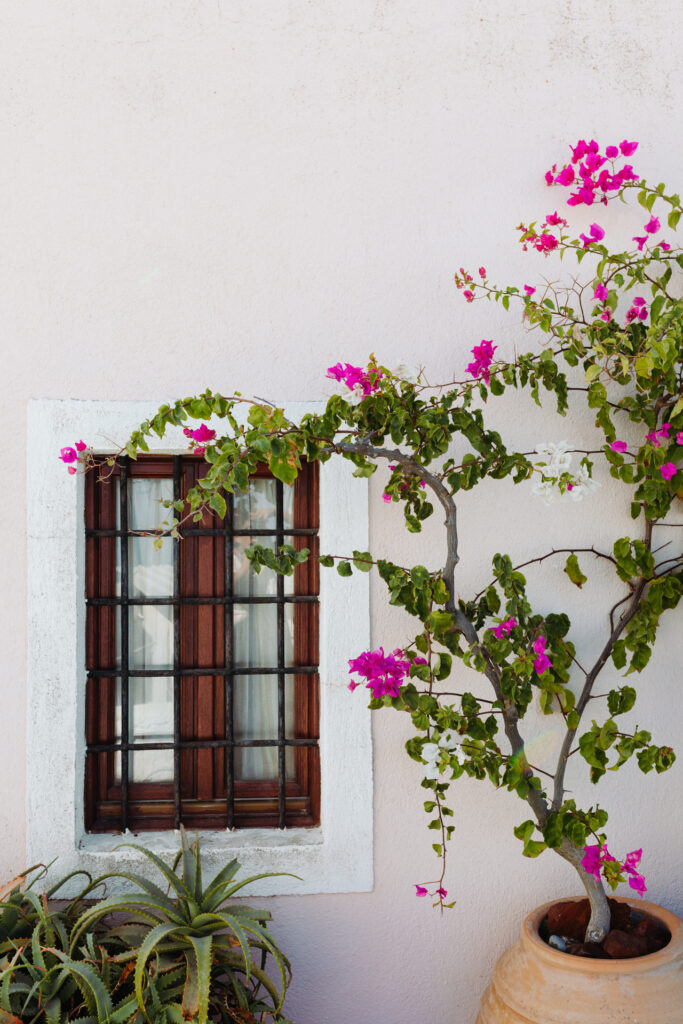 This image shows a vibrant scene featuring a climbing plant with pink and white flowers cascading down a white wall. The plant is growing over a small window with a wooden frame and black bars, partially covered by a white curtain. Below the window, there is a large terracotta pot containing the plant. To the left of the window, there is another green plant with spiky leaves. The wall appears to be made of a light-colored material, possibly stucco or painted concrete.