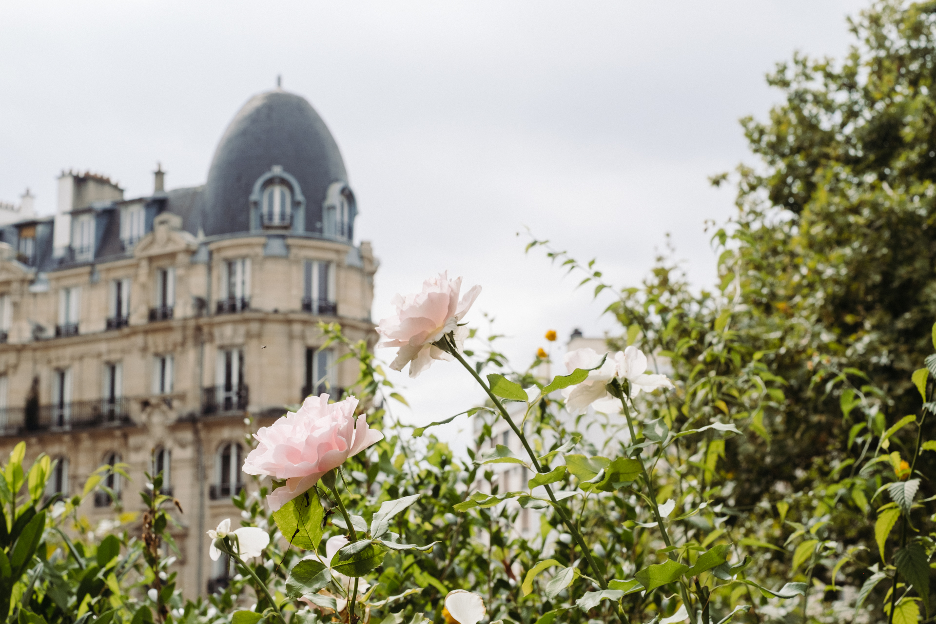 This image shows a picturesque urban scene with a focus on nature and architecture. In the foreground, there are several pink and white flowers with green leaves, suggesting a garden or park setting. Behind the flowers, a large, multi-story building with a dome-shaped roof is visible. The building has numerous windows and balconies, indicating it is likely a residential or mixed-use structure. The sky above is overcast, giving the scene a soft, diffused light. Lush greenery and trees are also present, adding to the serene atmosphere of the image.