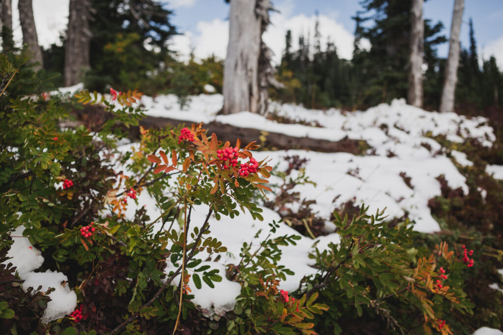 This image shows a snowy forest scene with a variety of plants and trees. In the foreground, there are green shrubs with red berries and some yellowing leaves, indicating the onset of autumn. The ground is covered with a layer of snow, and patches of bare earth are visible among the greenery. Tall, slender trees stand in the background, their trunks rising above the snow-covered ground. The sky is partly cloudy, with patches of blue visible. The overall atmosphere is serene and tranquil, capturing the beauty of a forest transitioning from autumn to winter.