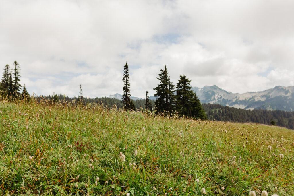 This image shows a vast, lush green meadow filled with tall grasses and wildflowers. The meadow stretches out under a partly cloudy sky, with several tall, slender trees visible in the middle ground. Beyond the trees, a range of mountains rises, covered with dense forest and patches of snow. The foreground is dominated by the meadow, with various wildflowers dotting the landscape. The overall scene conveys a sense of natural beauty and tranquility.