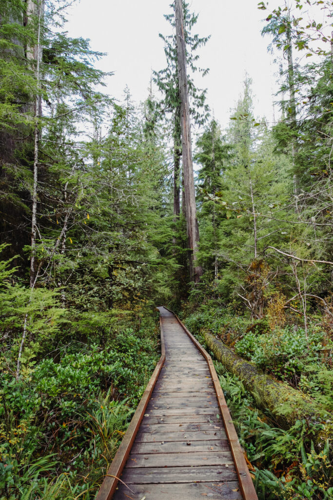 This image shows a wooden boardwalk winding through a dense forest. The boardwalk is constructed from wooden planks and is bordered by wooden railings. The forest is lush with various types of trees, including tall conifers and smaller, leafy plants. The ground is covered with moss and ferns, indicating a moist environment. Sunlight filters through the canopy, creating a dappled light effect on the path and the surrounding foliage.
